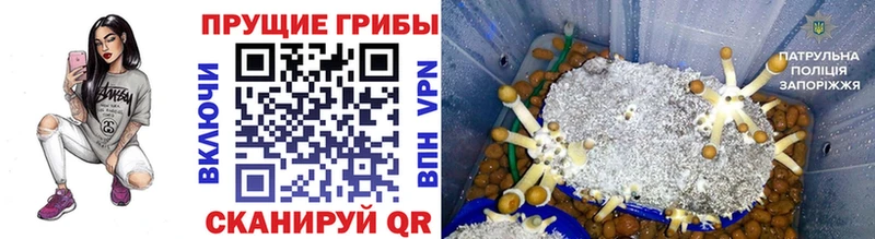 Галлюциногенные грибы мицелий Новопавловск